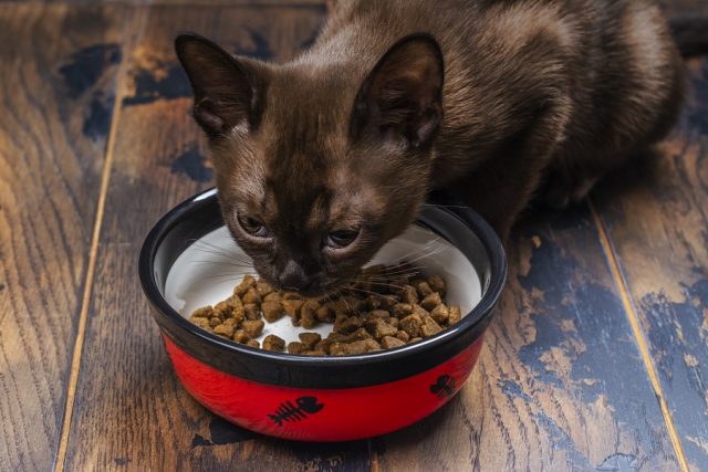 comment nourrir des chatons de 1 mois