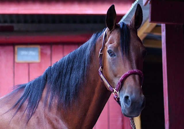 Tout savoir sur les boxes pour chevaux : Conception, avantages et options d’hébergement