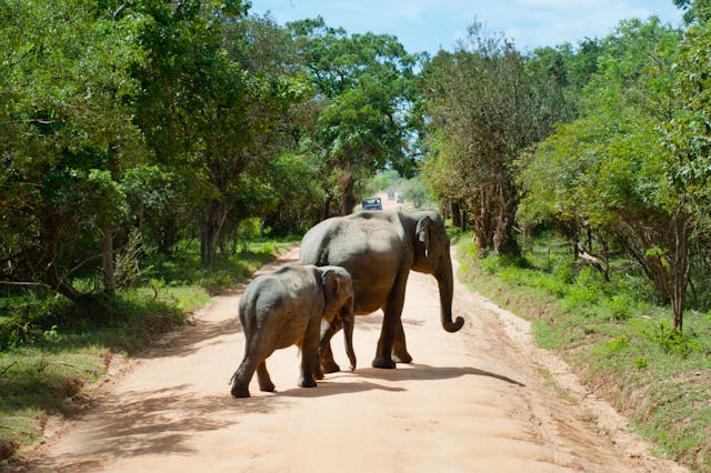 Comment vivre un safari inoubliable au Kenya ?