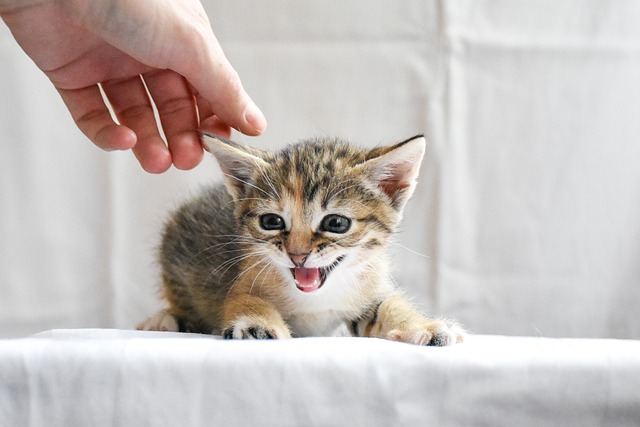 Éduquer un chaton