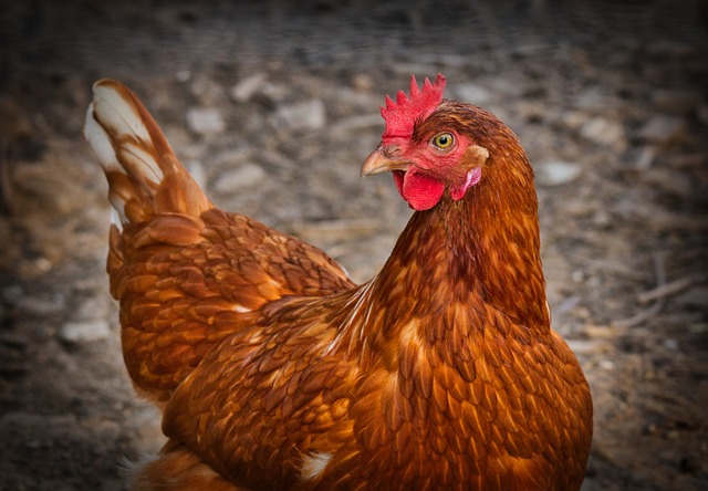 Bien choisir le vermifuge pour vos poules : Guide complet pour éleveurs débutants