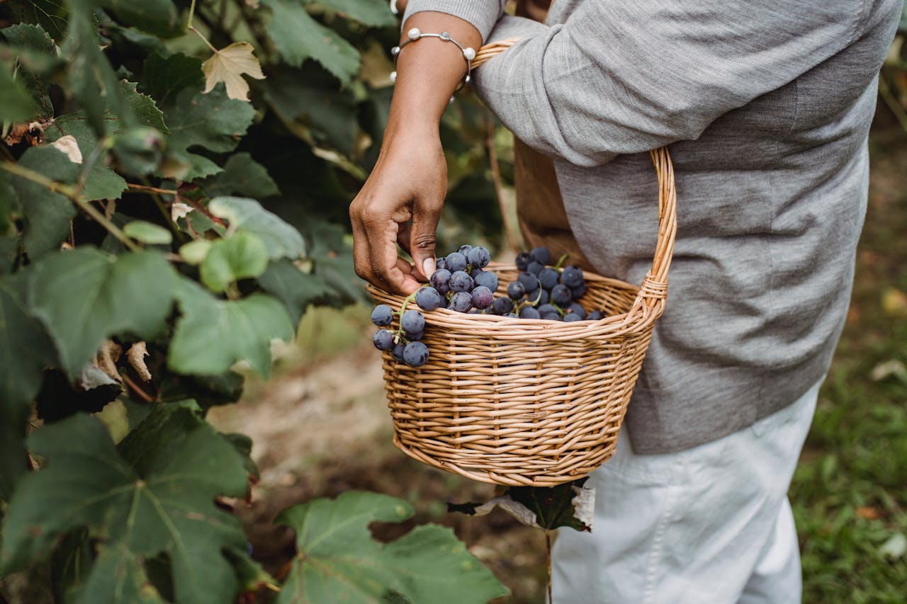 Comprendre le métier de vigneron