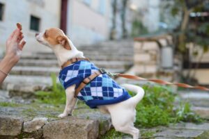 Aliment pour chien