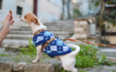 Aliment pour chien