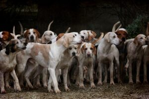 Les chiens de chasse