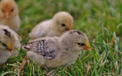 Produits naturels ou artificiels pour vos animaux de la ferme