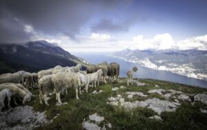 Animaux de la montagne