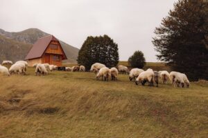 prendre soin de vos animaux