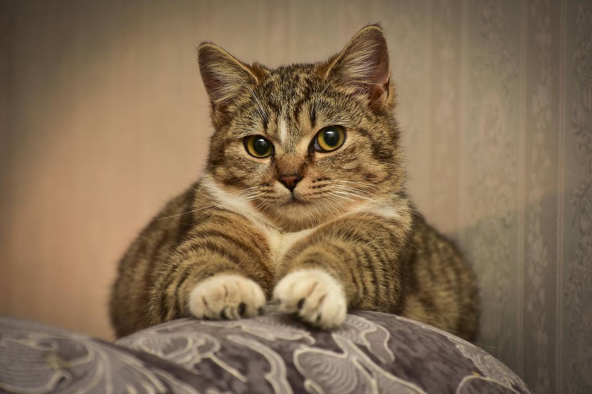 Chat gris tabby allongé sur coussin, regard intense, arrière‑plan clair Chat gris tabby allongé sur coussin, regard intense, arrière‑plan clair