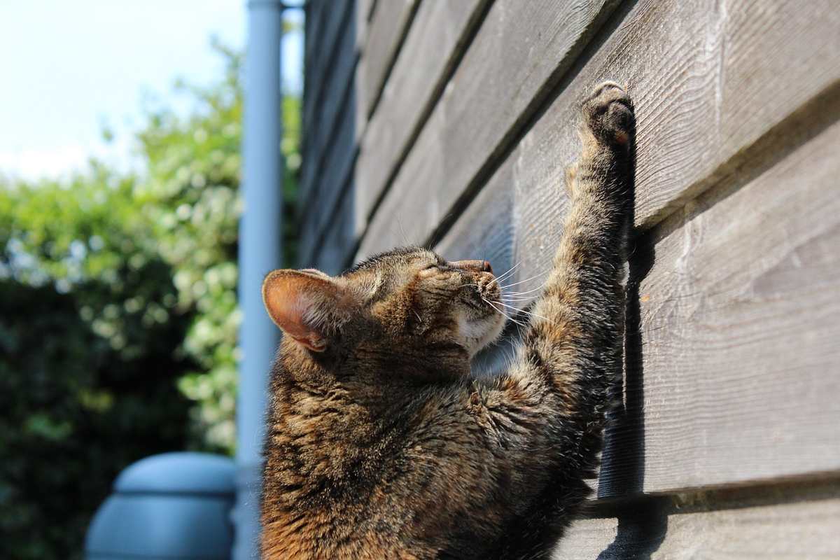 Un chat grimpe le mur en bois à l'extérieur Un chat grimpe le mur en bois à l'extérieur