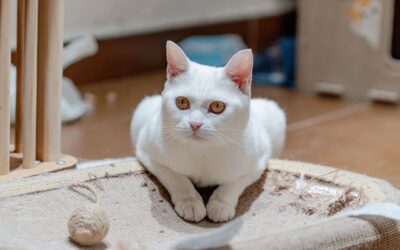 Chat blanc posé sur un grattoir circulaire, regard direct vers l'appareil