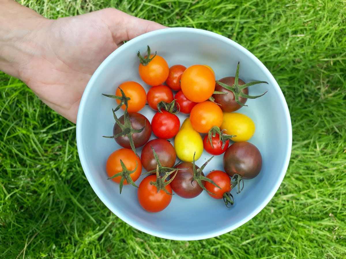 Main tenant bol de tomates variées sur l'herbe