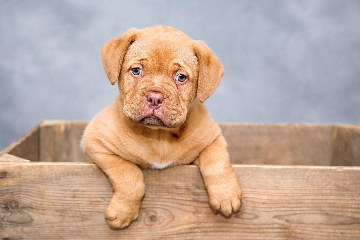 Un petit chien roux posé sur le rebord d'une caisse en bois