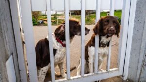 Deux chiens brown et white derrière une grille blanche