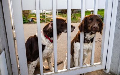 Deux chiens brown et white derrière une grille blanche