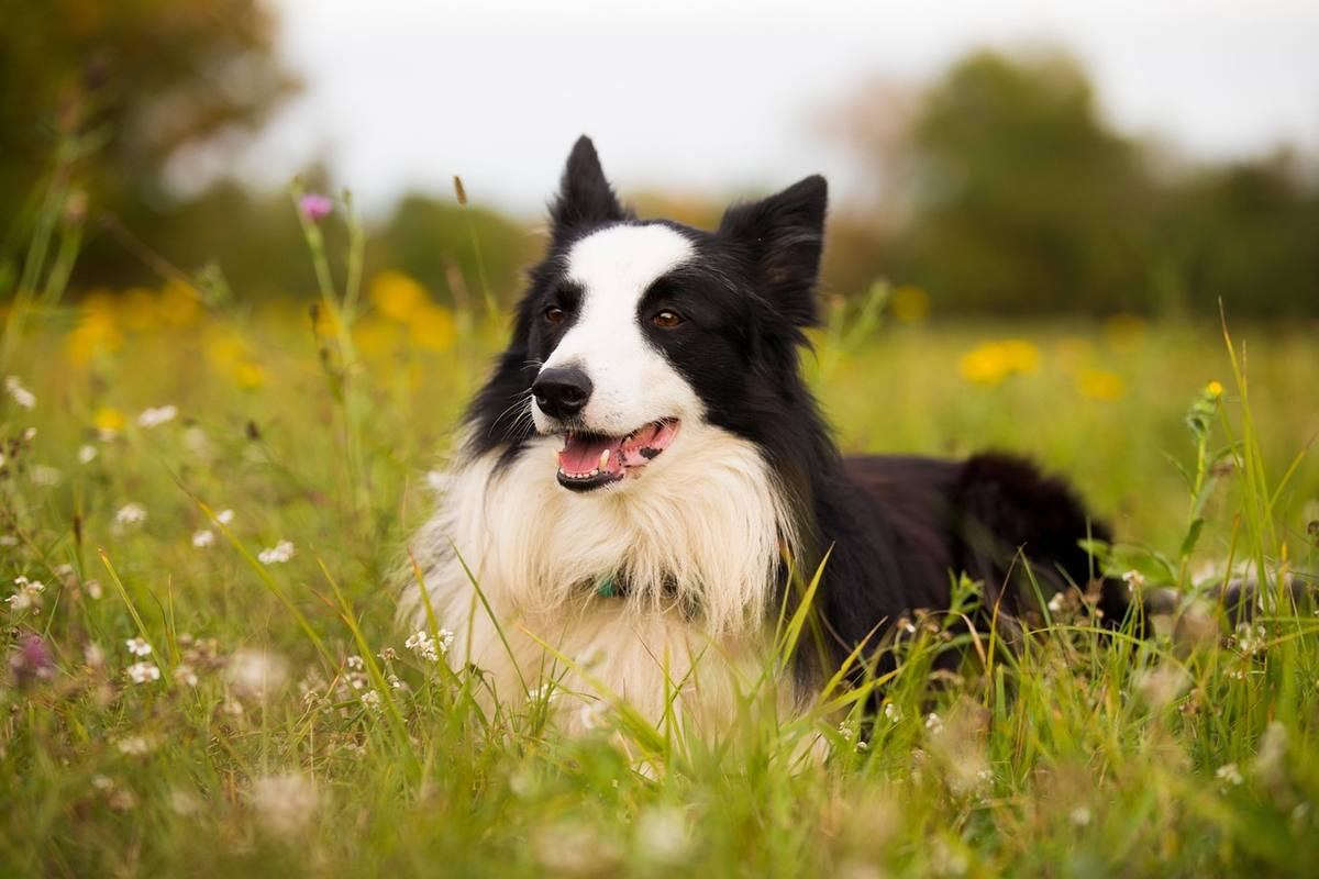 Chien border collie noir et blanc haletant allongé dans prairie fleurie