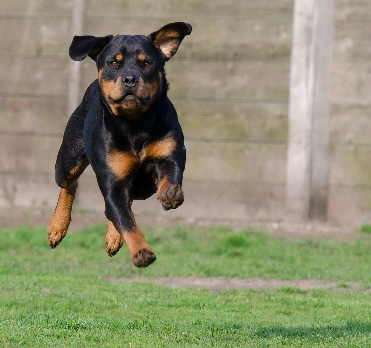 Chien Rottweiler en mouvement sur une pelouse verte, clôture en bois derrière Chien Rottweiler en mouvement sur une pelouse verte, clôture en bois derrière